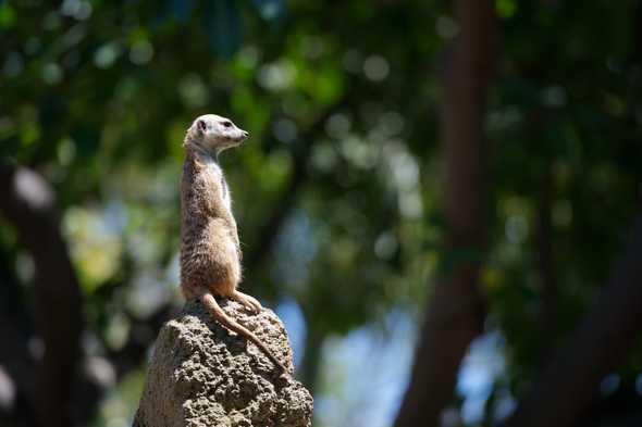 Meerkat standing tall